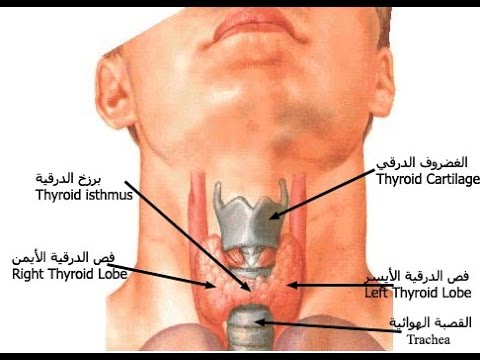 الغدة الدرقية