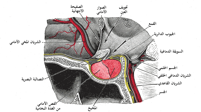 امراض الغدة النخامية