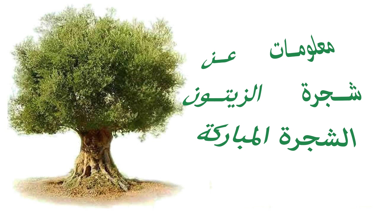 معلومات عن شجرة الزيتون