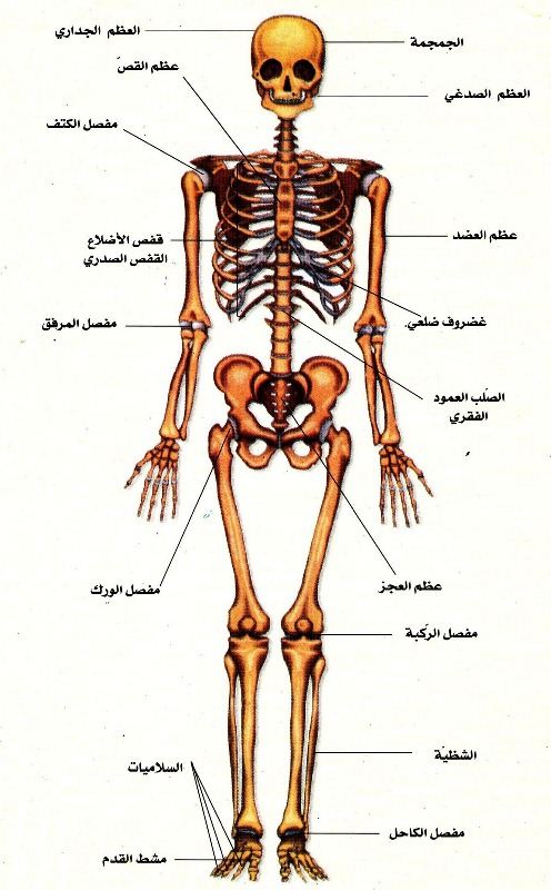 اعضاء الجسم