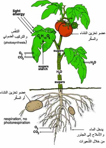 التركيب الضوئي واهميته