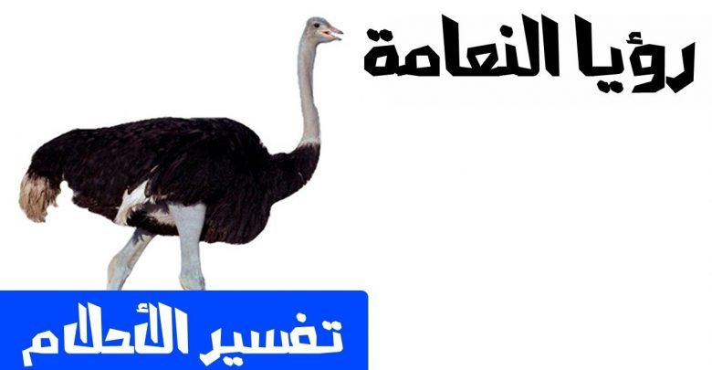 تفسير حلم النعام