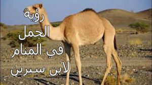 حلم الابل في المنام