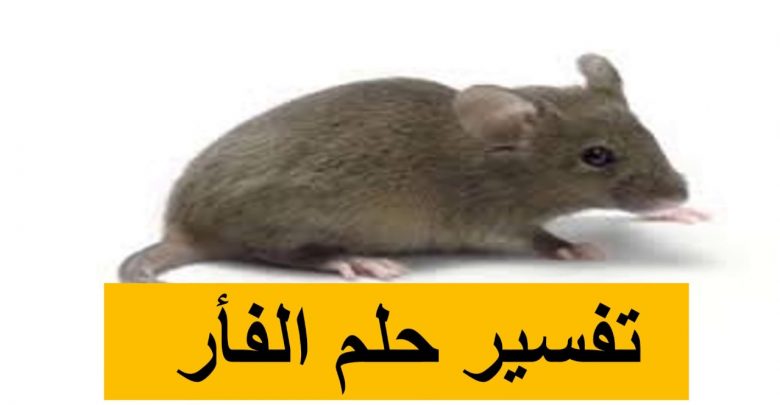 الحلم بالفأر