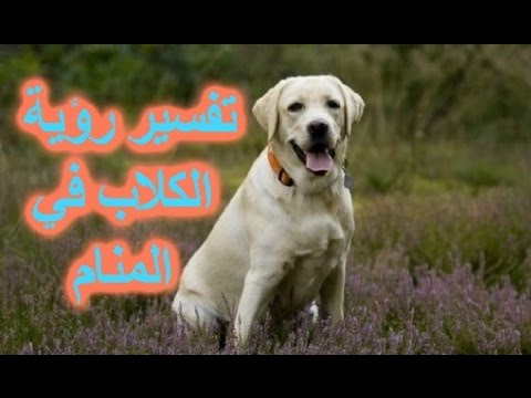 تفسير حلم الكلب في المنام