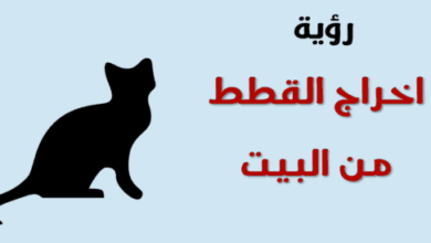 تفسير رؤية القطط في المنام ومحاولة إخراجها من البيت