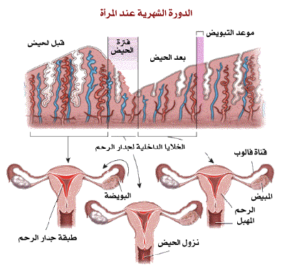 معلومات عن الدورة الشهرية