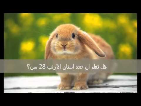 الاذاعة المدرسية هل تعلم