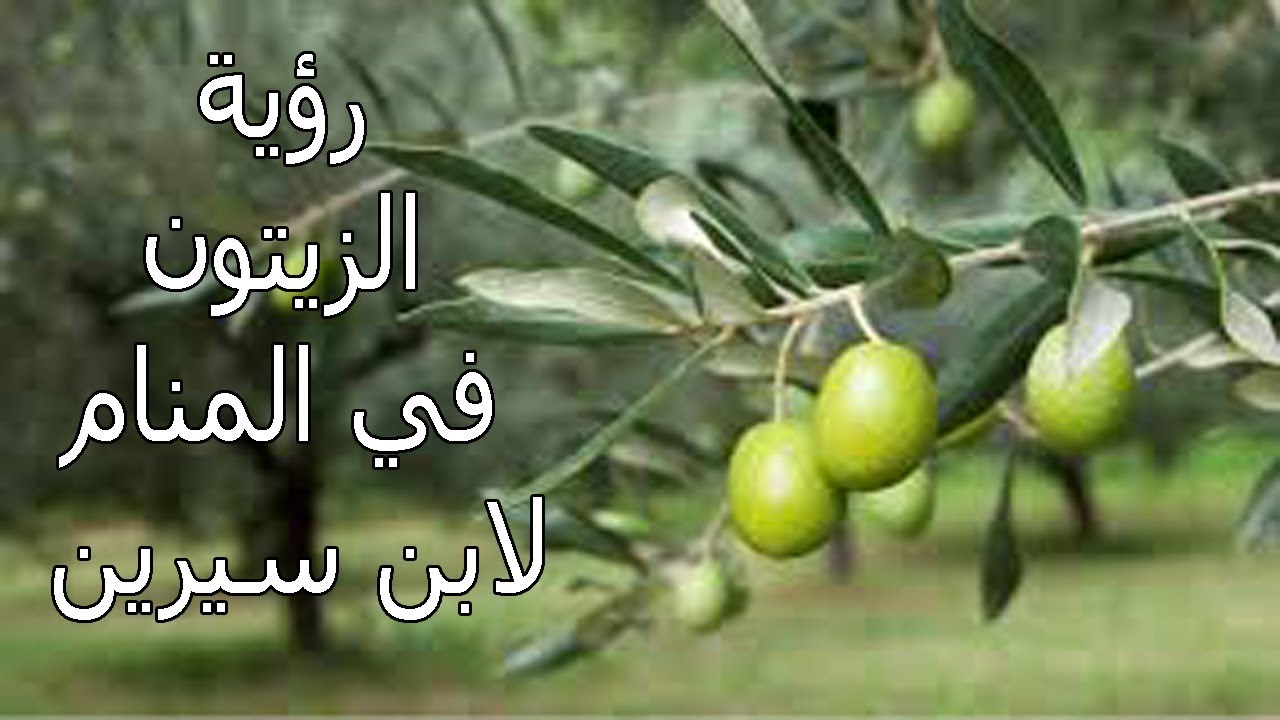 تفسير حلم زراعة الزيتون في المنام