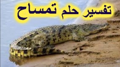 تفسير حلم التمساح