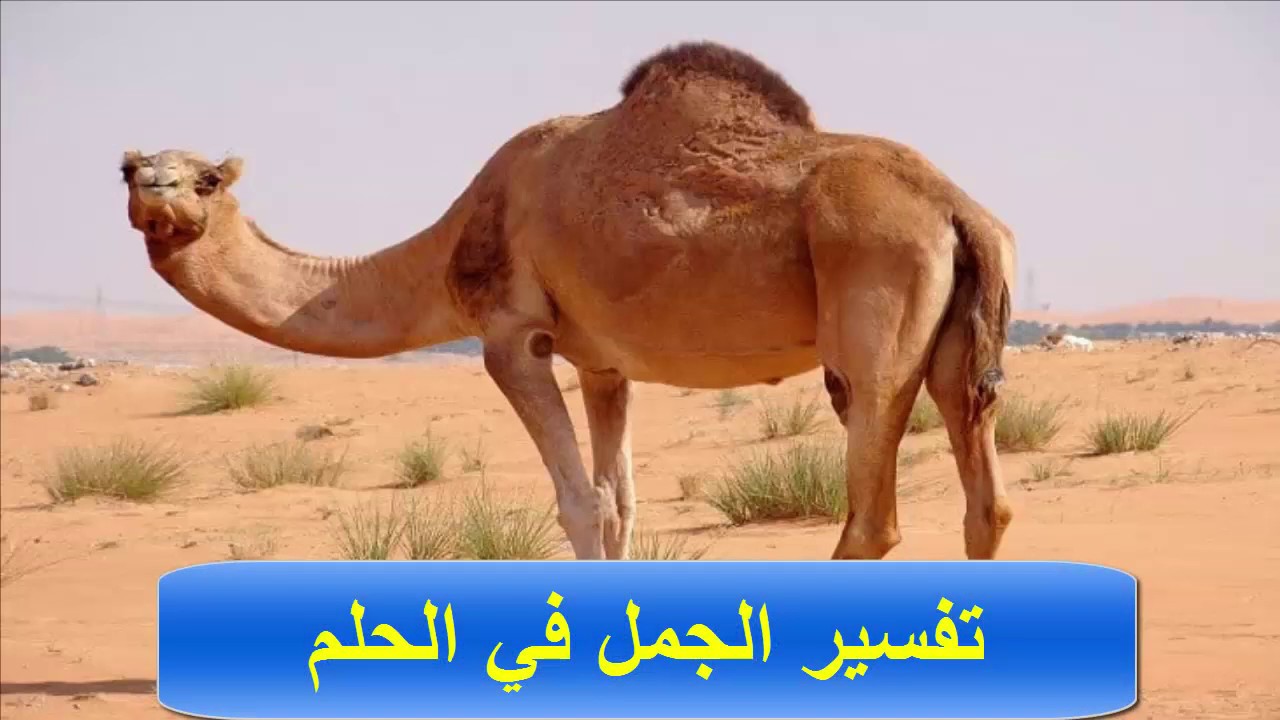 تفسير حلم الجمل