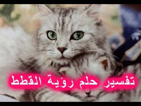 حلم القطط