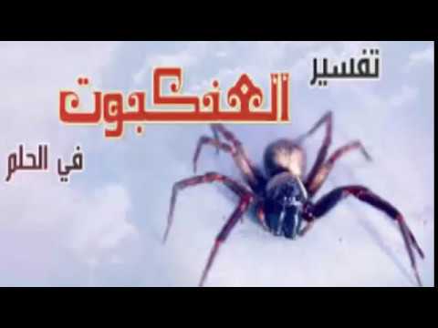 رؤية العنكبوت في المنام