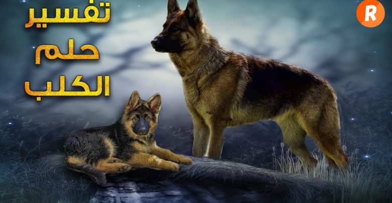 رؤية الكلاب في المنام