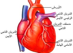 معلومات عن القلب