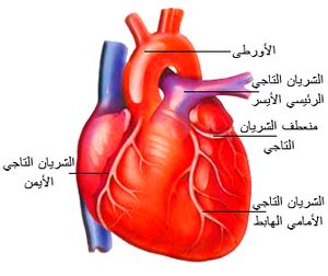 معلومات عن القلب