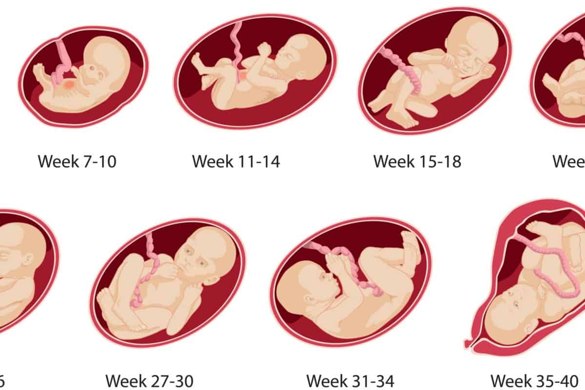 مراحل نمو الجنين