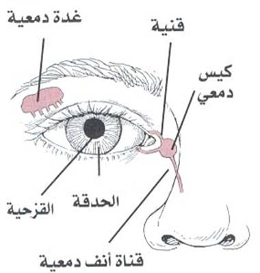 صورة توضح موقع القناة الدمعية