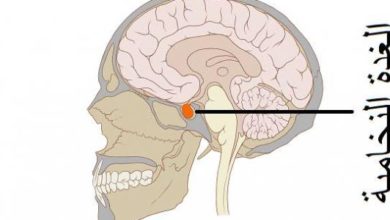 أين تقع الغدة النخامية