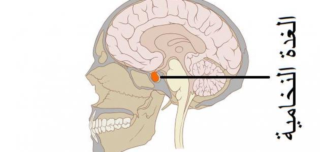 أين تقع الغدة النخامية