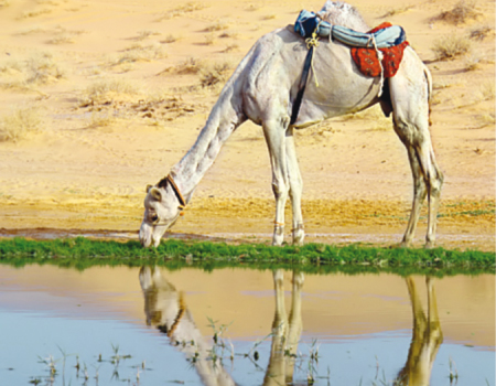 كان السبب وراء حرب البسوس هي ان كليب من تغلب قام بطعن ناقة البسوس من قبيلة بكر