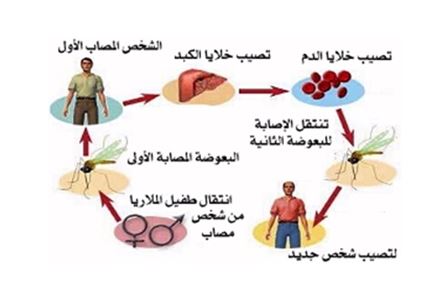 طرق انتقال الملاريا