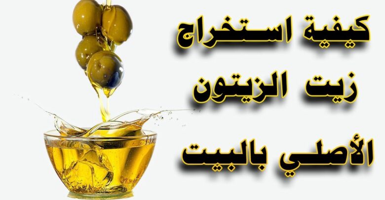 كيفية استخراج زيت الزيتون