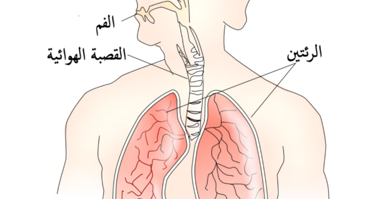 الحجاب الحاجز في جسم الإنسان