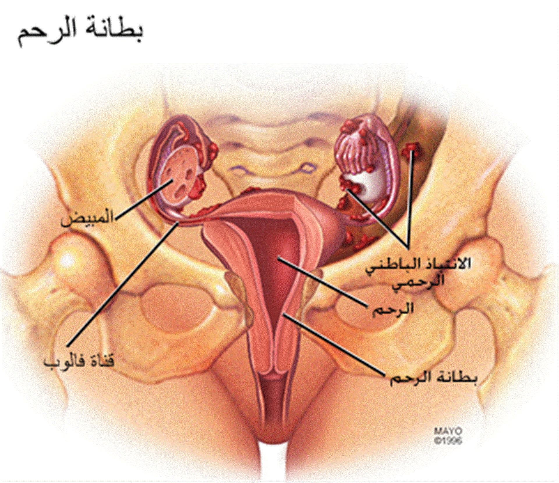 بطانة الرحم