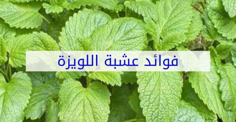 فوائد عشبة اللويزة