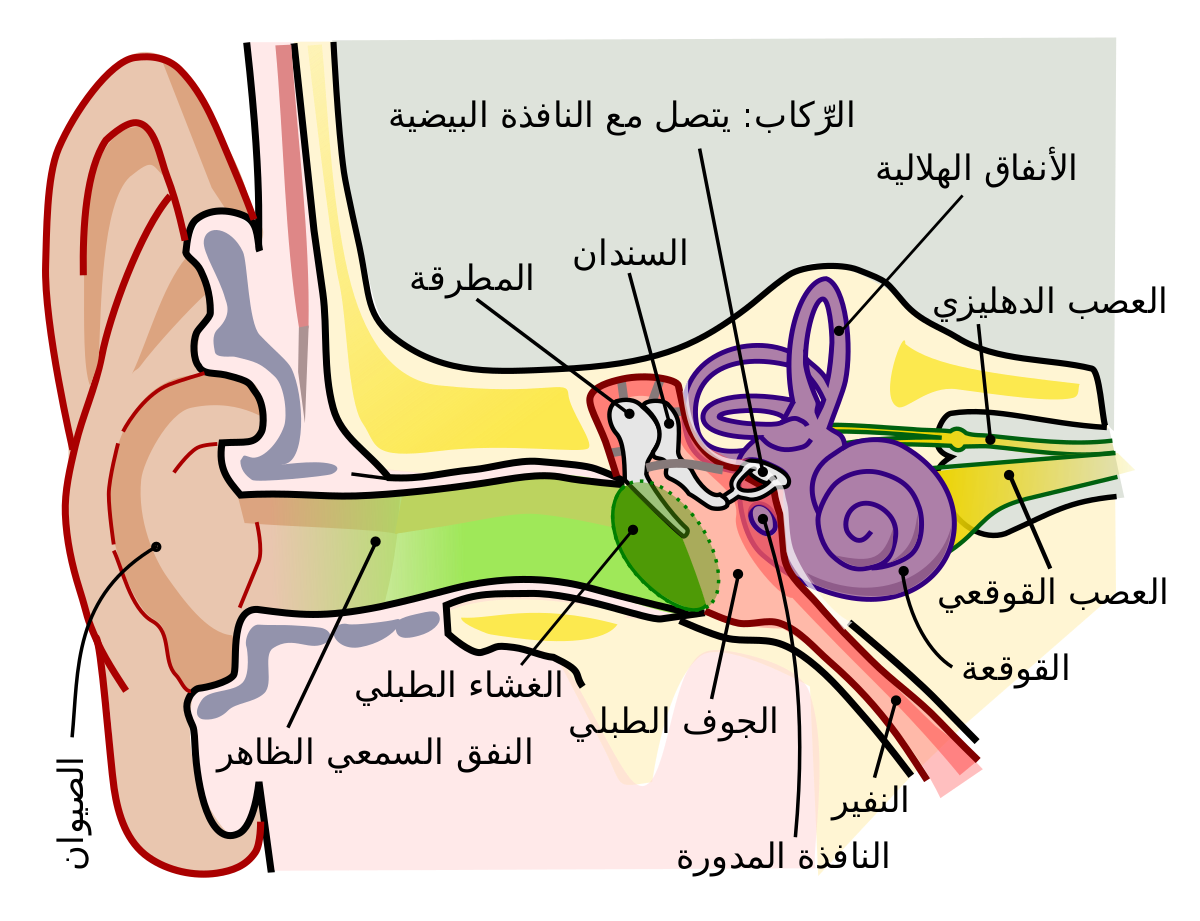 مكونات الاذن