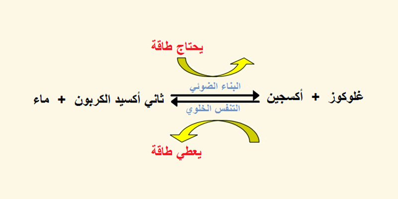 عملية التنفس الخلوي