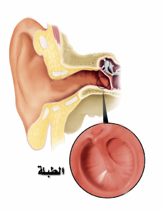 وصف لطبلة الاذن