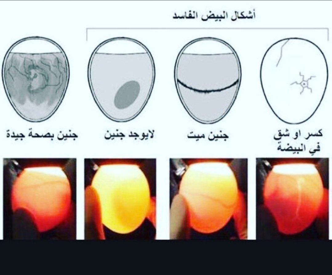 كيفية معرفة البيض الفاسد.