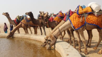 مجموعة من الجمال تشرب