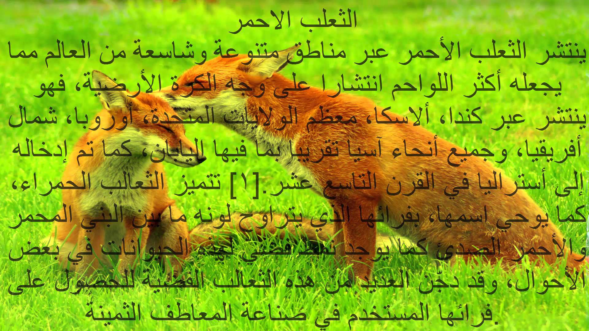 الثعلب الأحمر