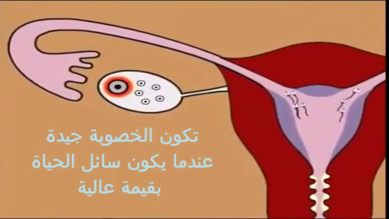 معلومات عن الحمل