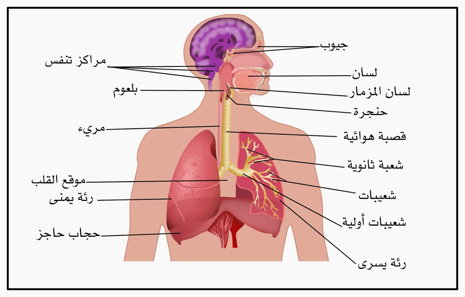 جسم الإنسان