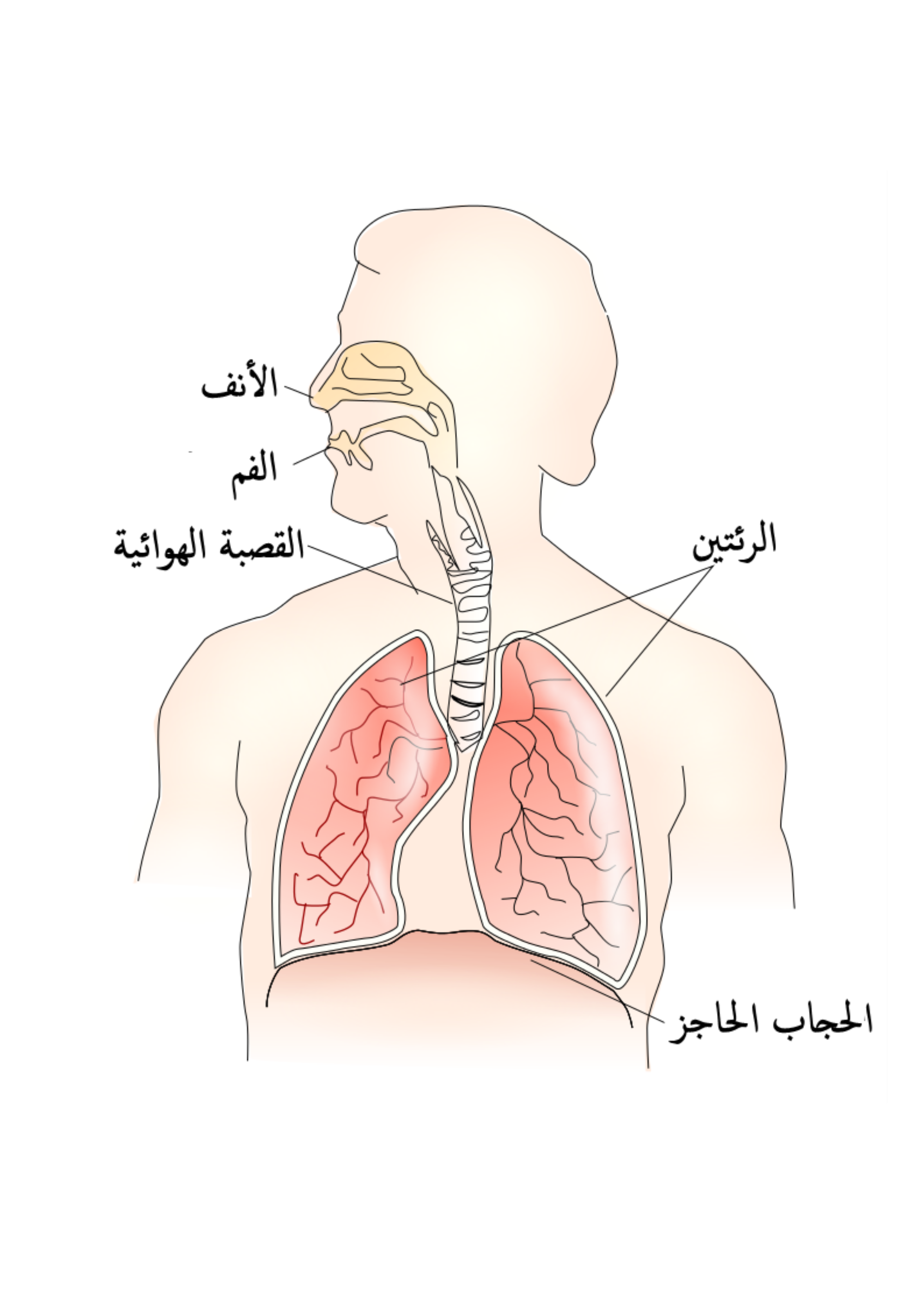 مكونات الجهاز التنفسي