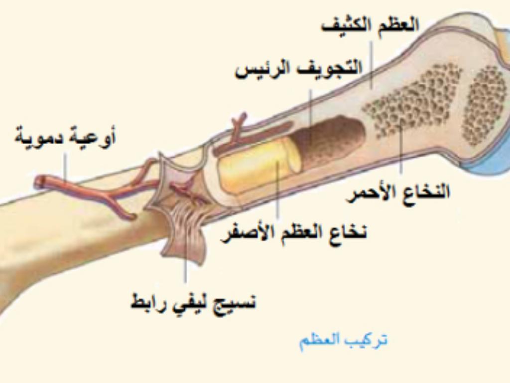 ما هو نخاع العظم