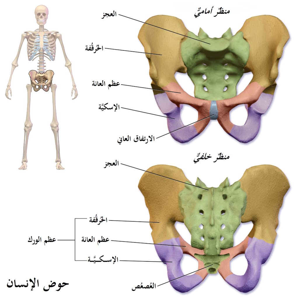 معلومات حول تمارين كيجل