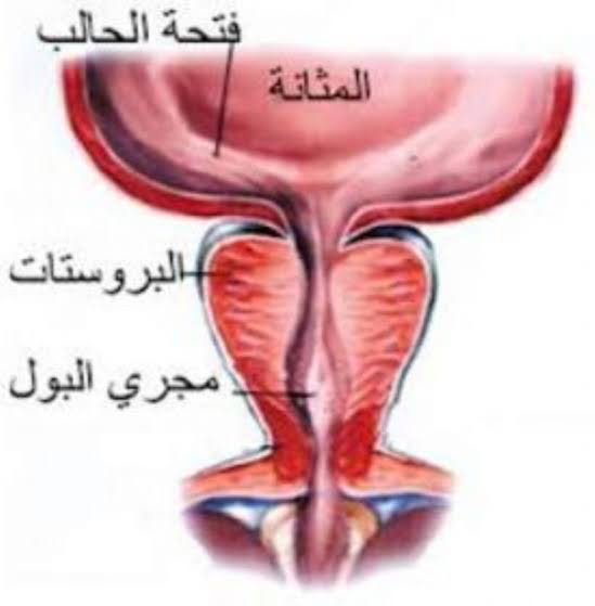 وصف لمكان البروستاتا