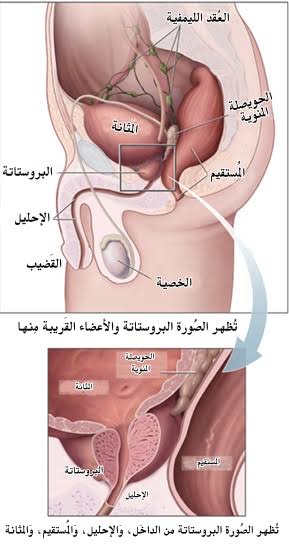 الأعضاء القريبة من البروستاتا