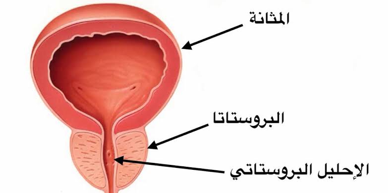 الإحليل البروستاتي