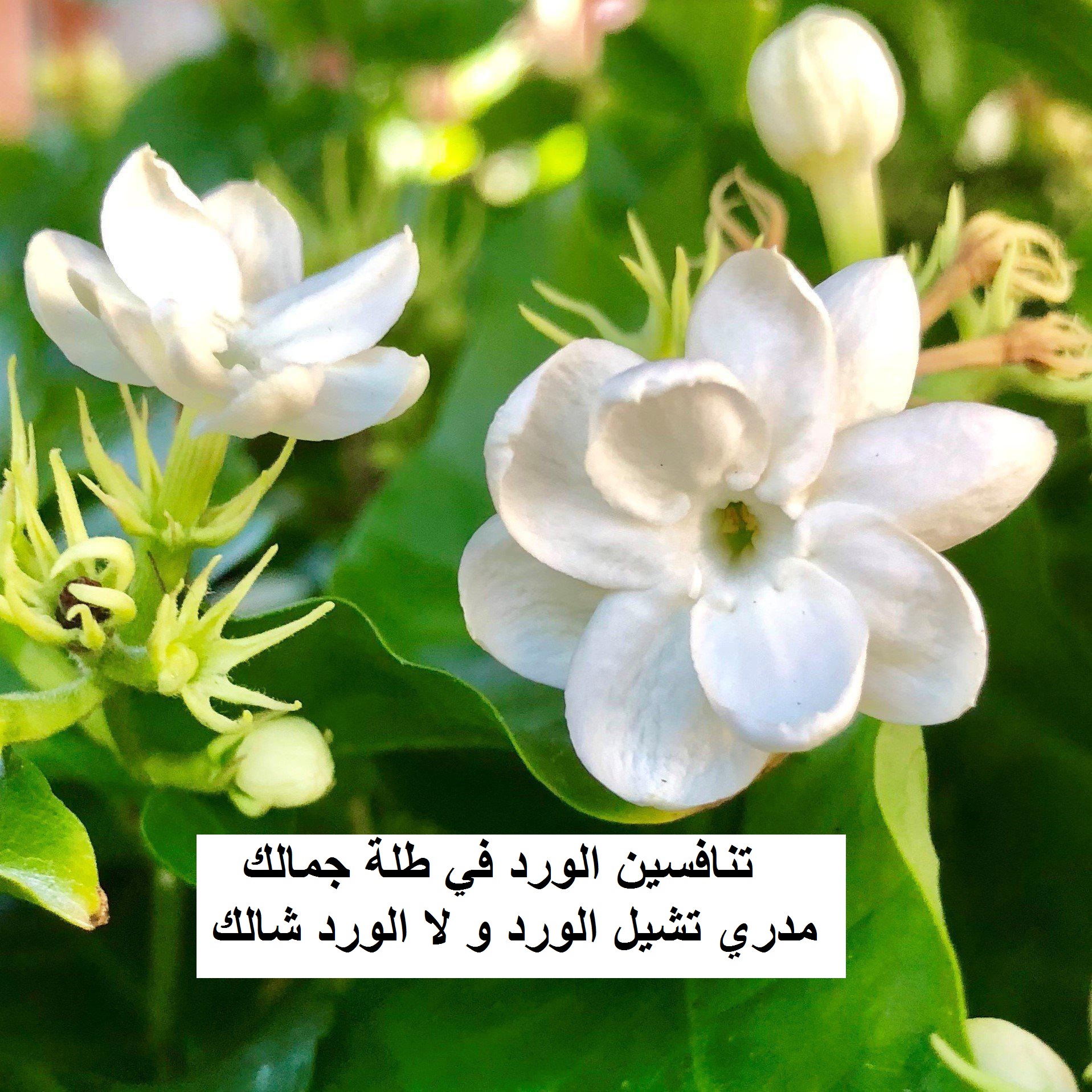 حالة الواتس عن الحب