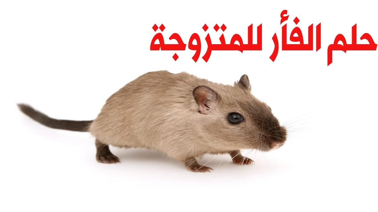 حلم الفأر للمتزوجة