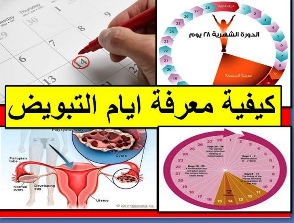 كيفية معرفة أيام التبويض