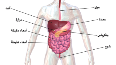 أعضاء الجهاز الهضمي
