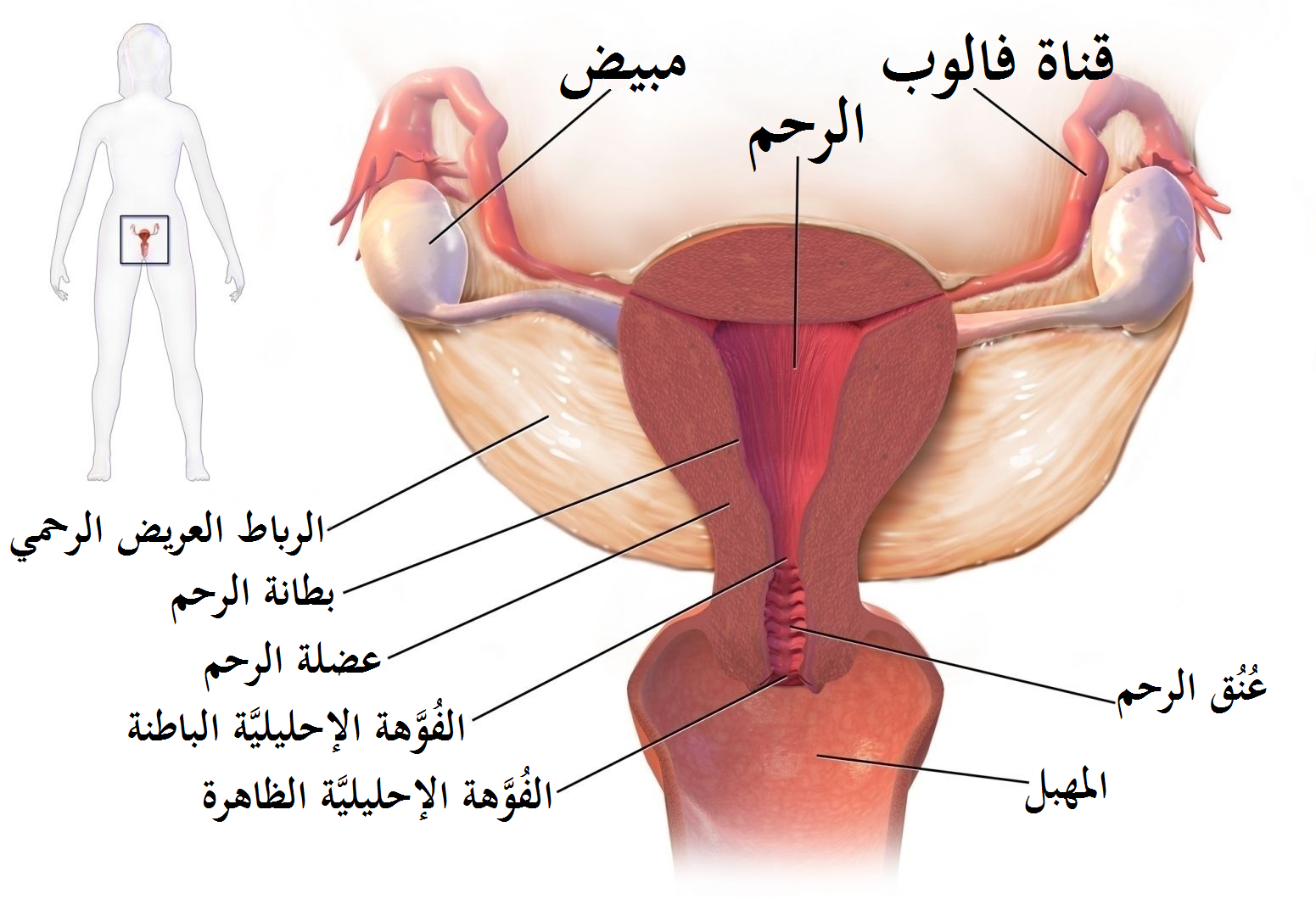 معلومات طبية