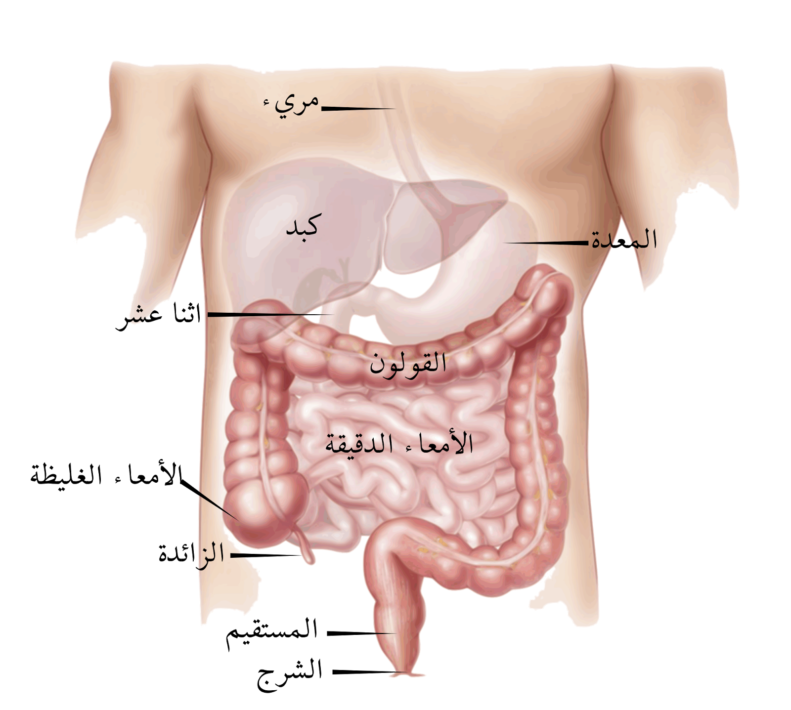 موقع الزائدة في الجسم